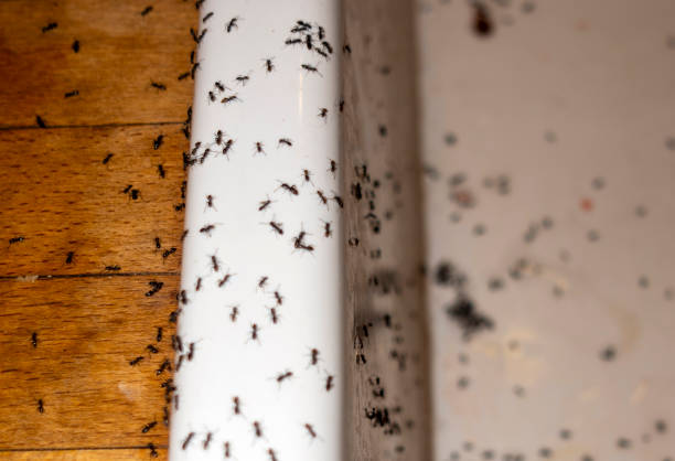 Best Best Pest Control Companies  in Effort, PA