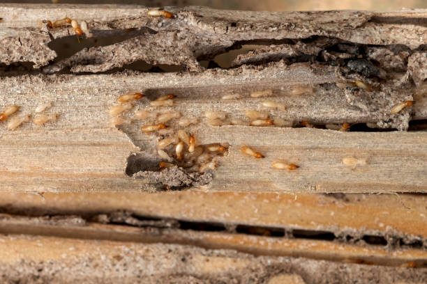 Best Spider Control Near Me  in Effort, PA